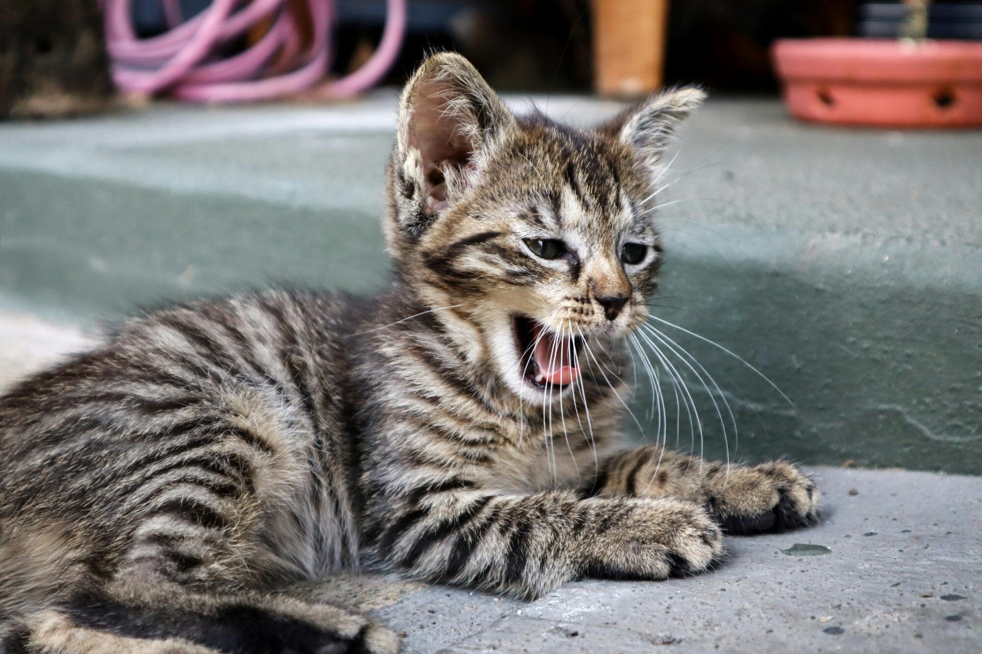 Creating a Pet-Friendly Community: Support Animals in HOAs